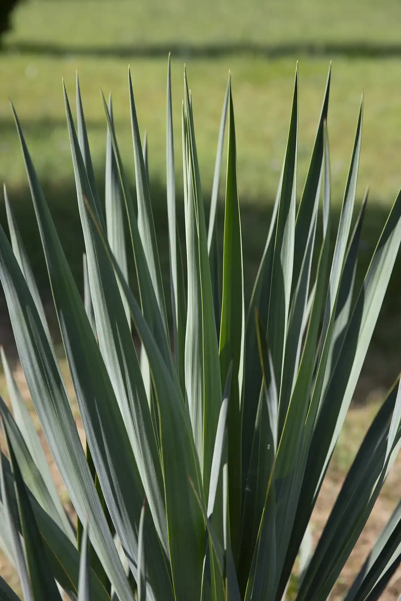 Yucca 2